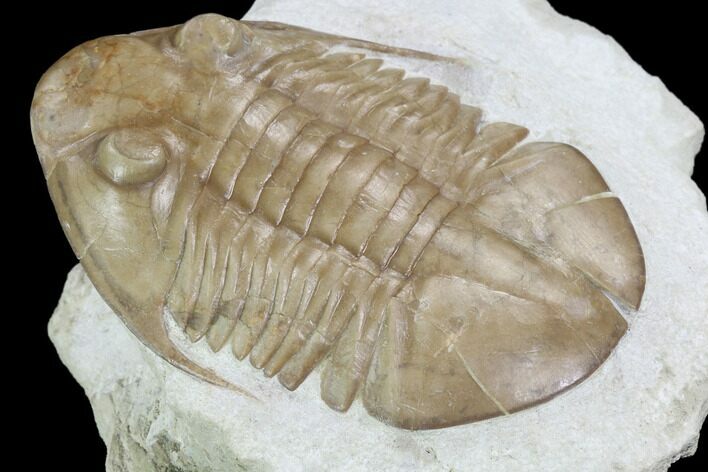 Asaphus Platyurus Trilobite - Russia #99243